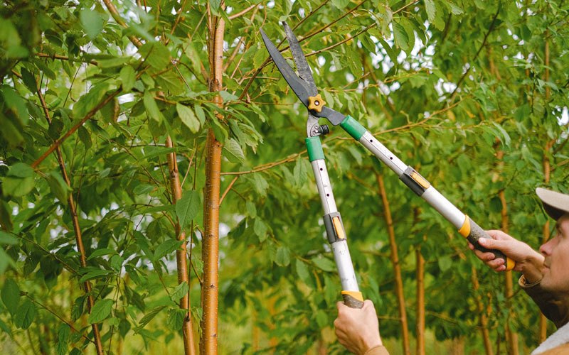 Tree trimming in Cuttingsville, VT