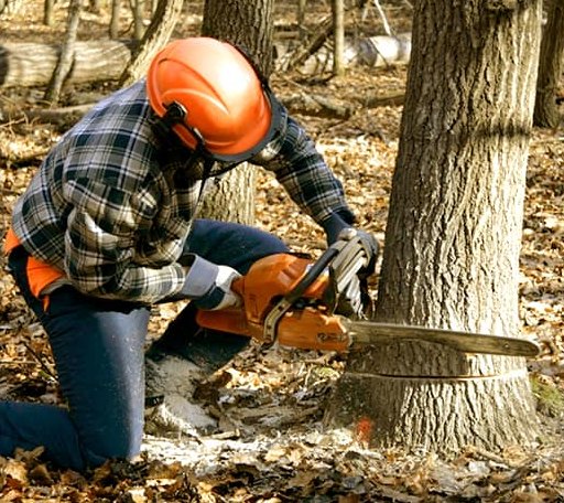 Tree Removal in Cuttingsville, VT